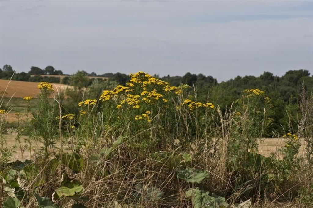 Tanacetum vulgare