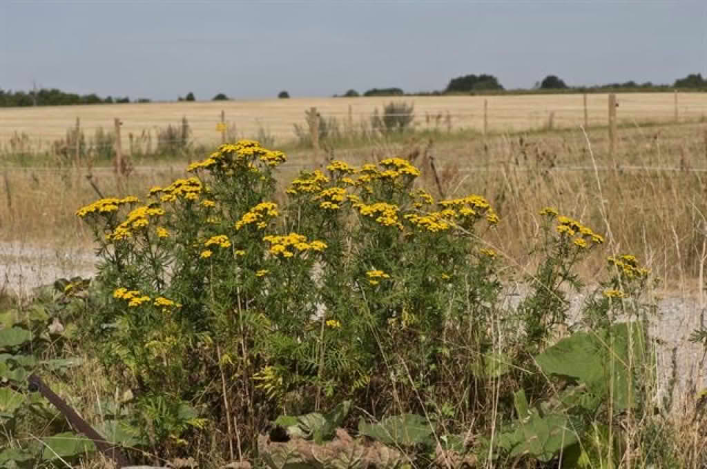Tanacetum vulgare