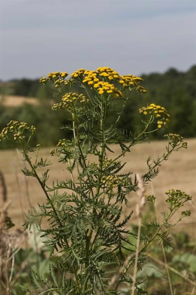 Tanacetum vulgare