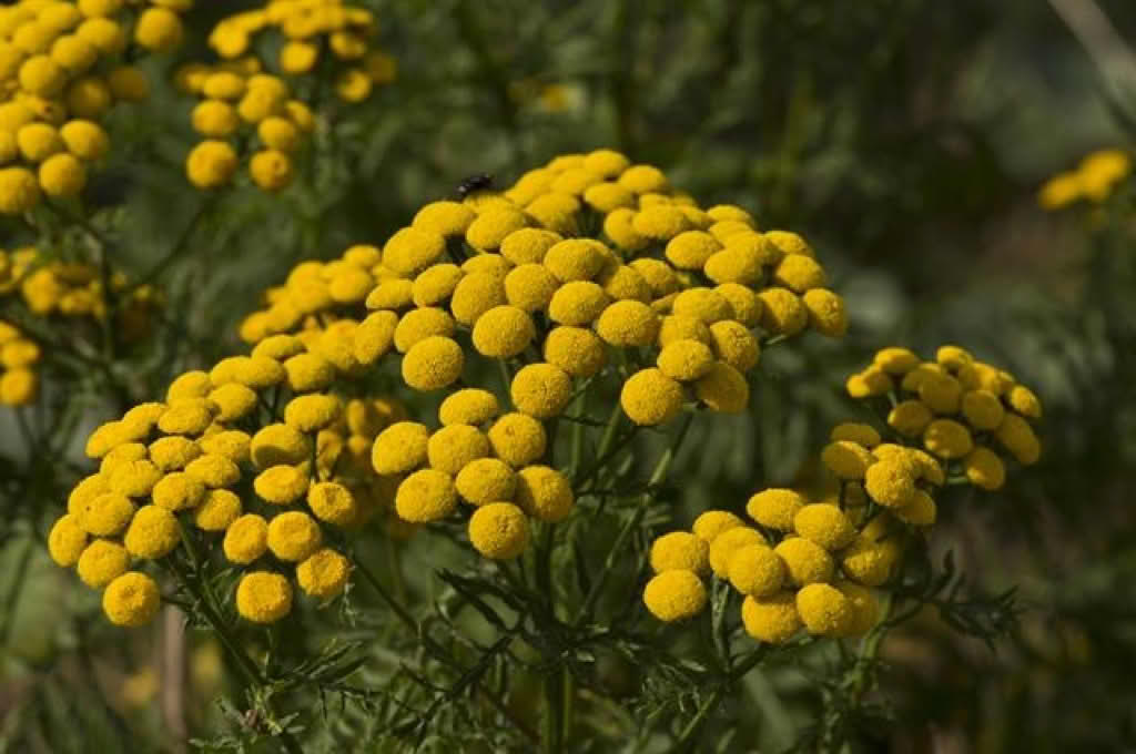 Tanacetum vulgare