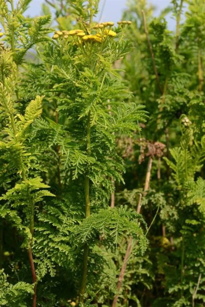 tanacetum vulgare var. crispum
