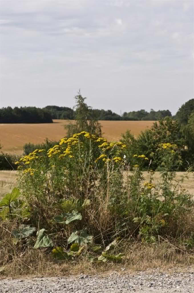 Tanacetum vulgare