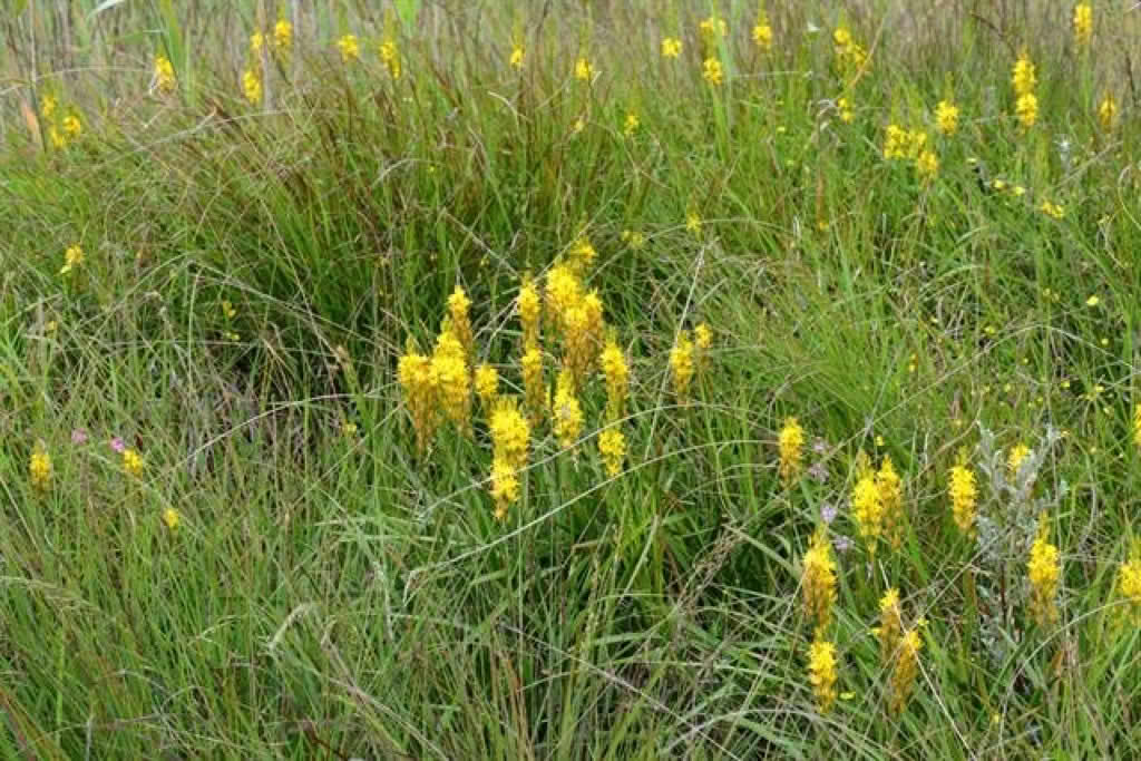 Narthecium ossifragum