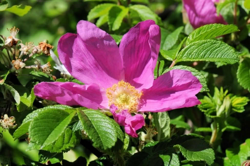 Rosa rugosa
