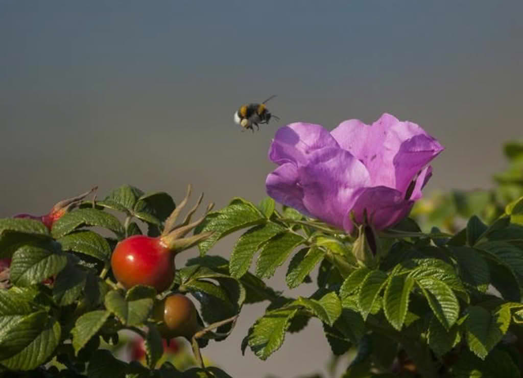Rosa rugosa