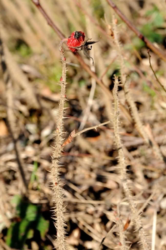 Rosa rugosa