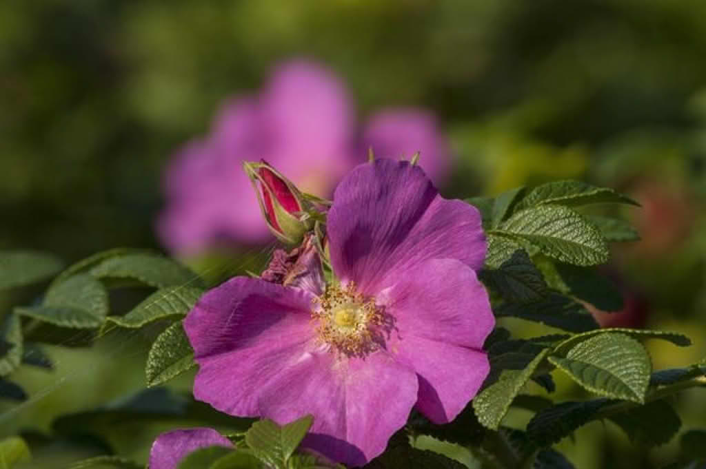 Rosa rugosa