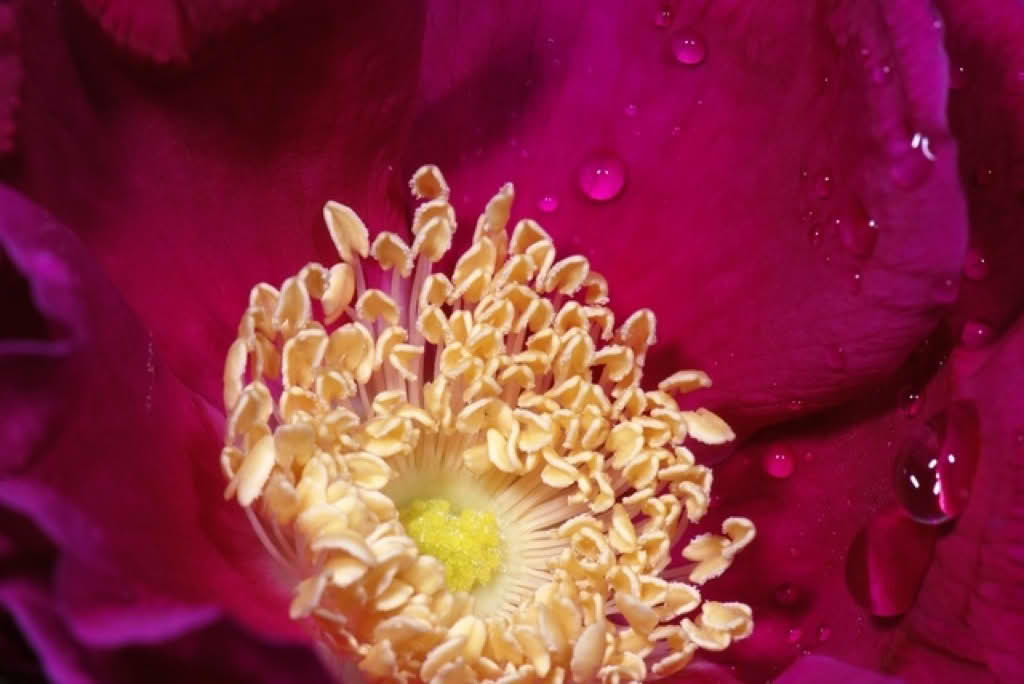 Rosa rugosa