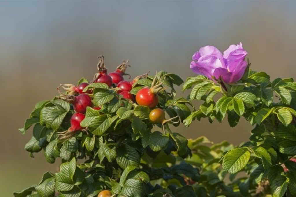 Rosa rugosa
