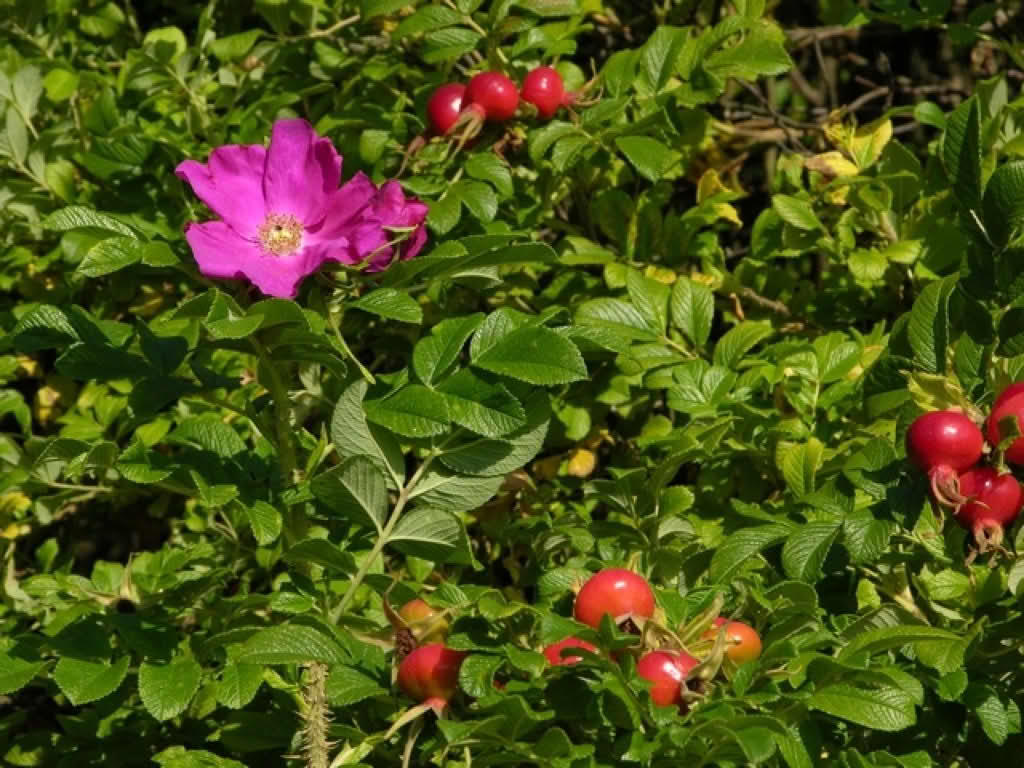 Rosa rugosa