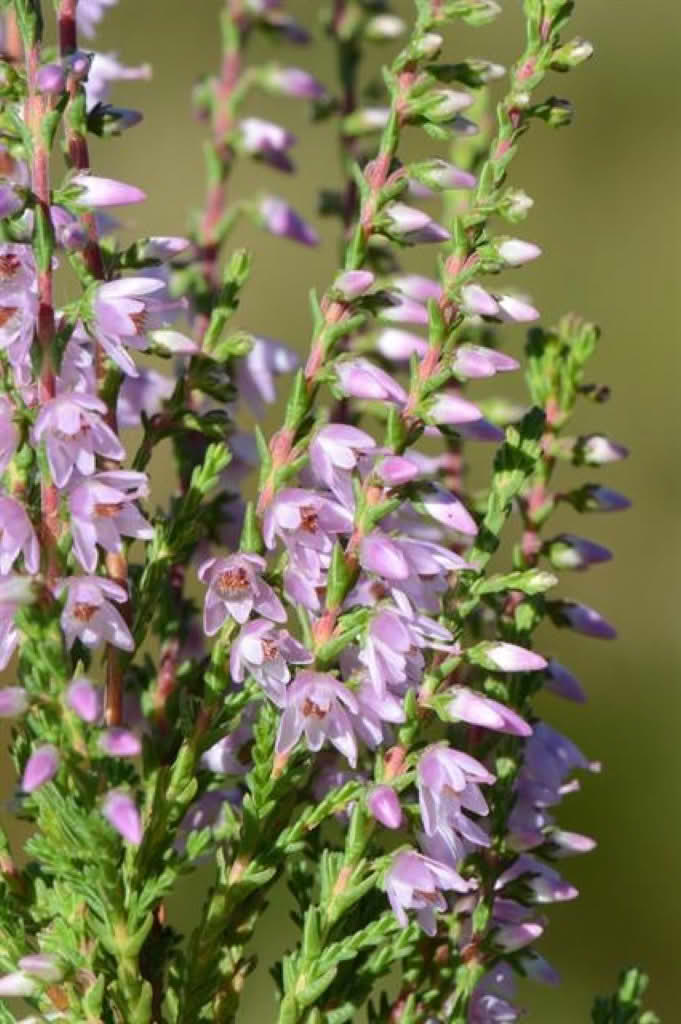 Calluna vulgaris