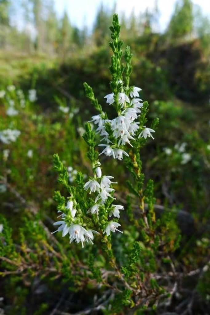 Calluna vulgaris