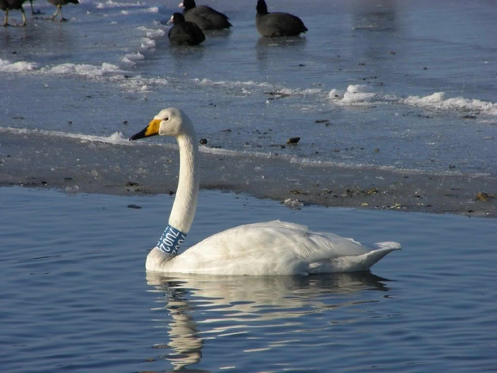 Cygnus cygnus