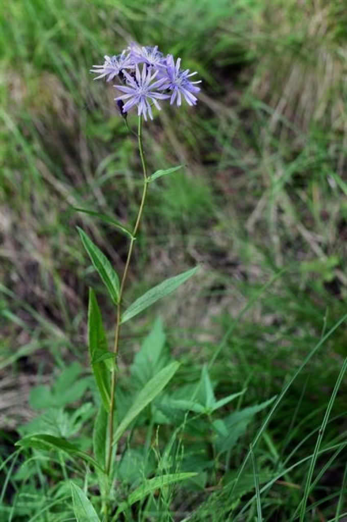 Lactuca sibirica