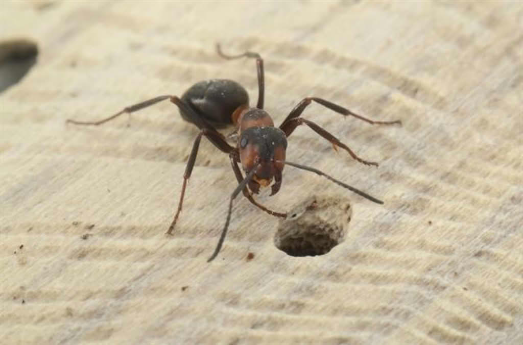 Formica rufa