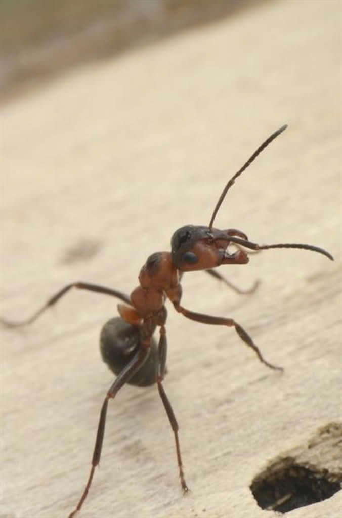 Formica rufa