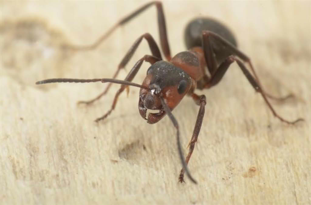 Formica rufa