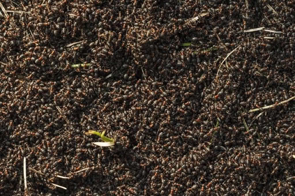 Formica rufa