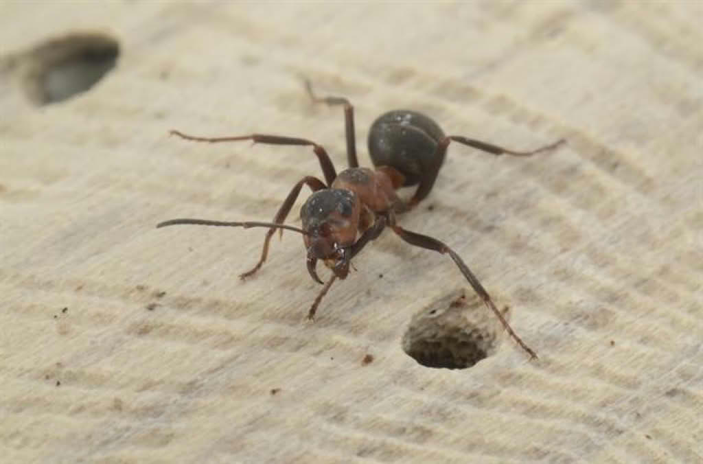 Formica rufa