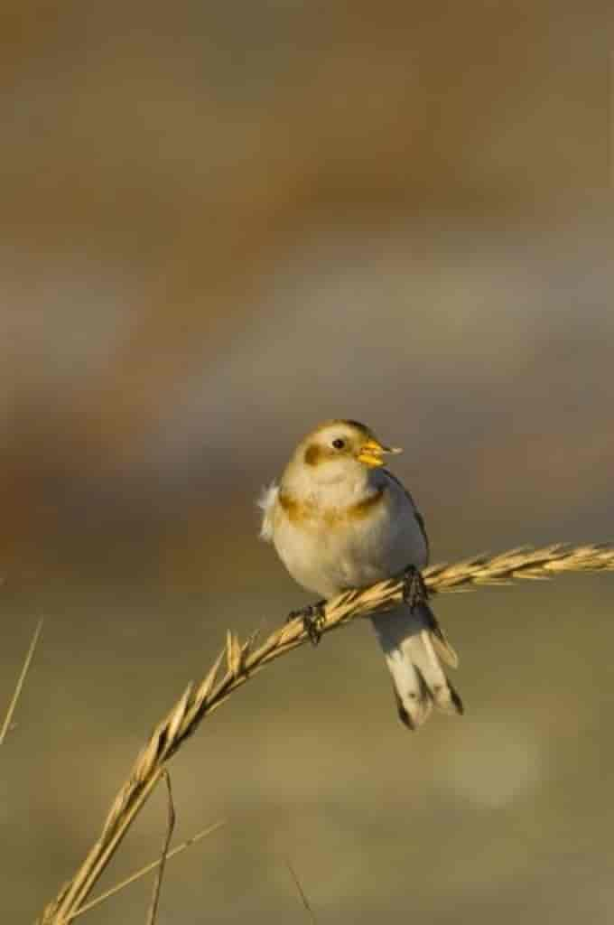 Plectrophenax nivalis