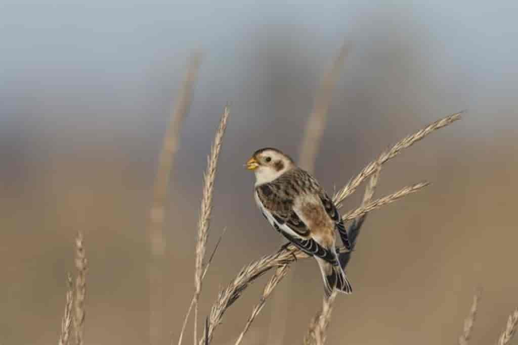 Plectrophenax nivalis