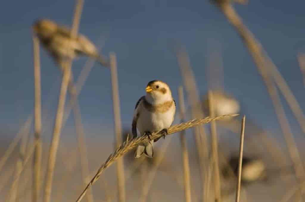 Plectrophenax nivalis