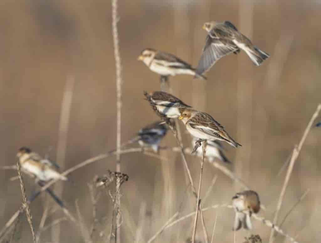 Plectrophenax nivalis