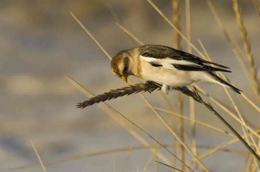 Plectrophenax nivalis