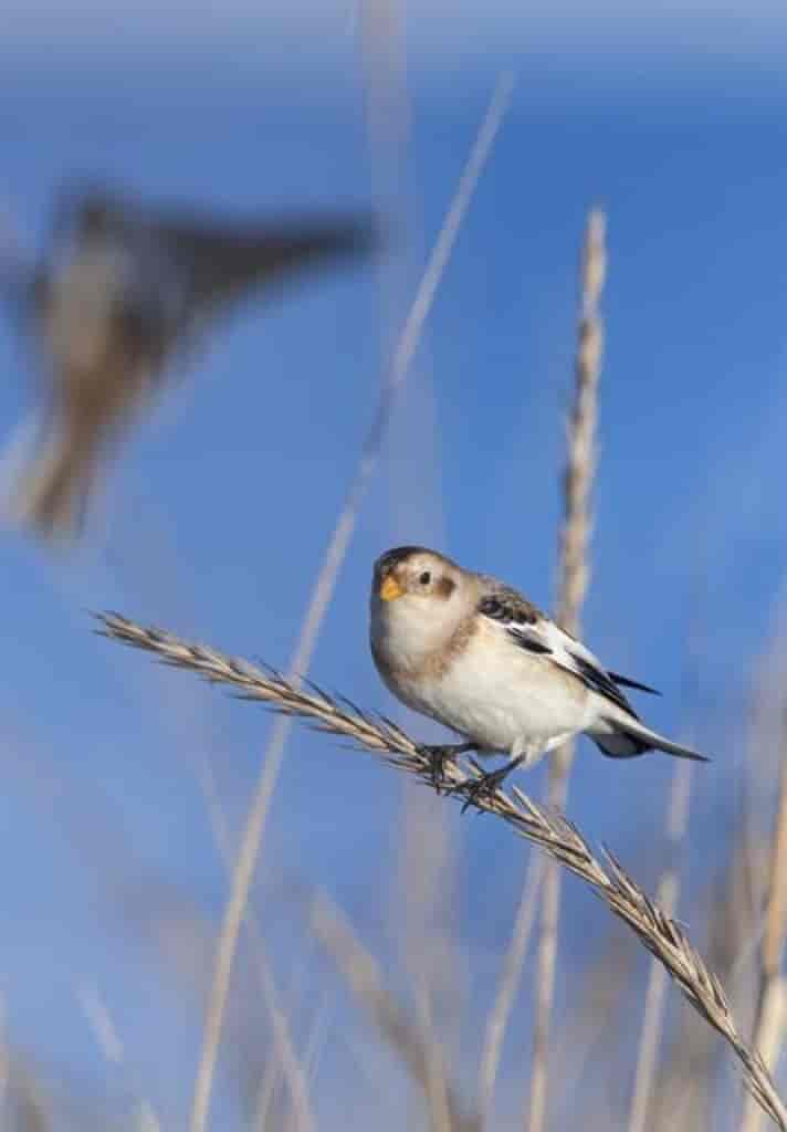 Plectrophenax nivalis