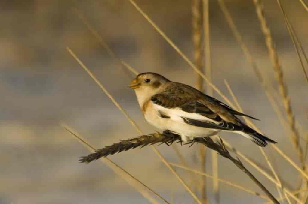 Plectrophenax nivalis