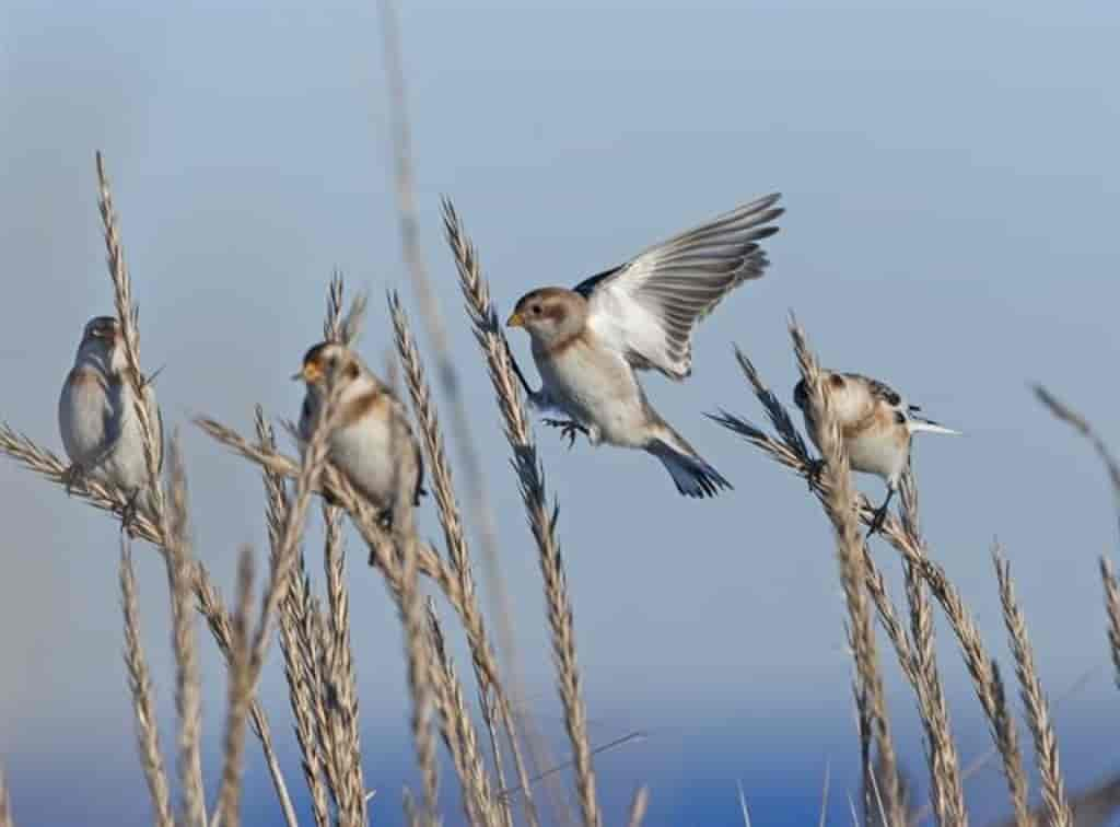 Plectrophenax nivalis