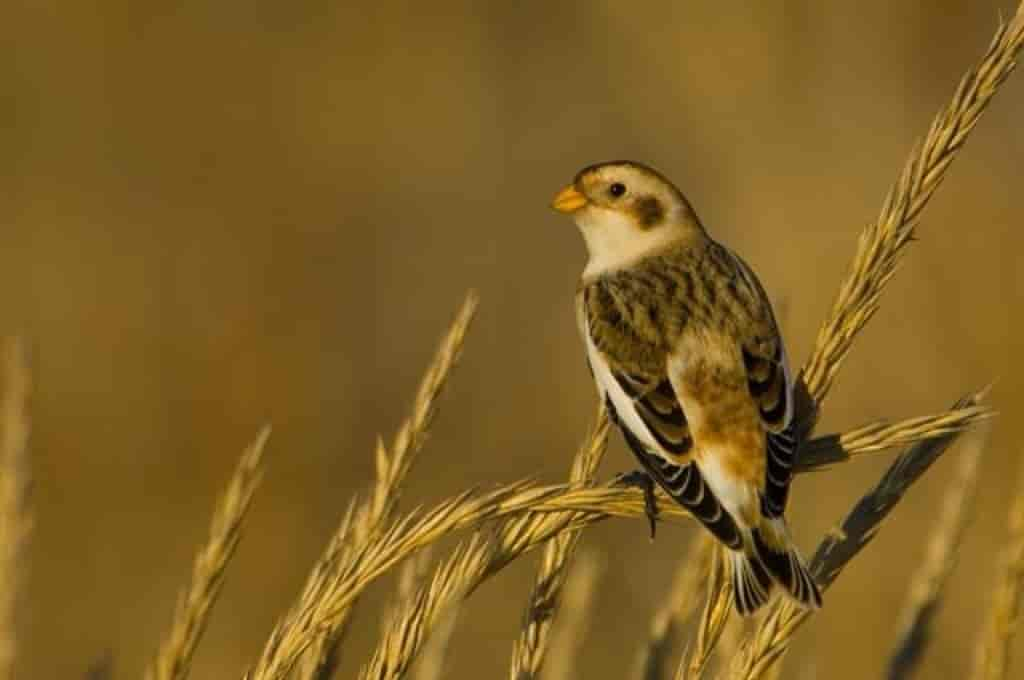 Plectrophenax nivalis