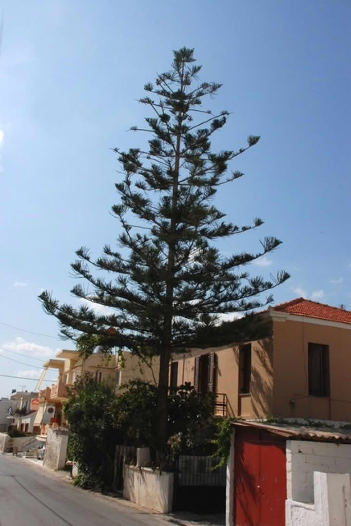 Araucaria heterophylla