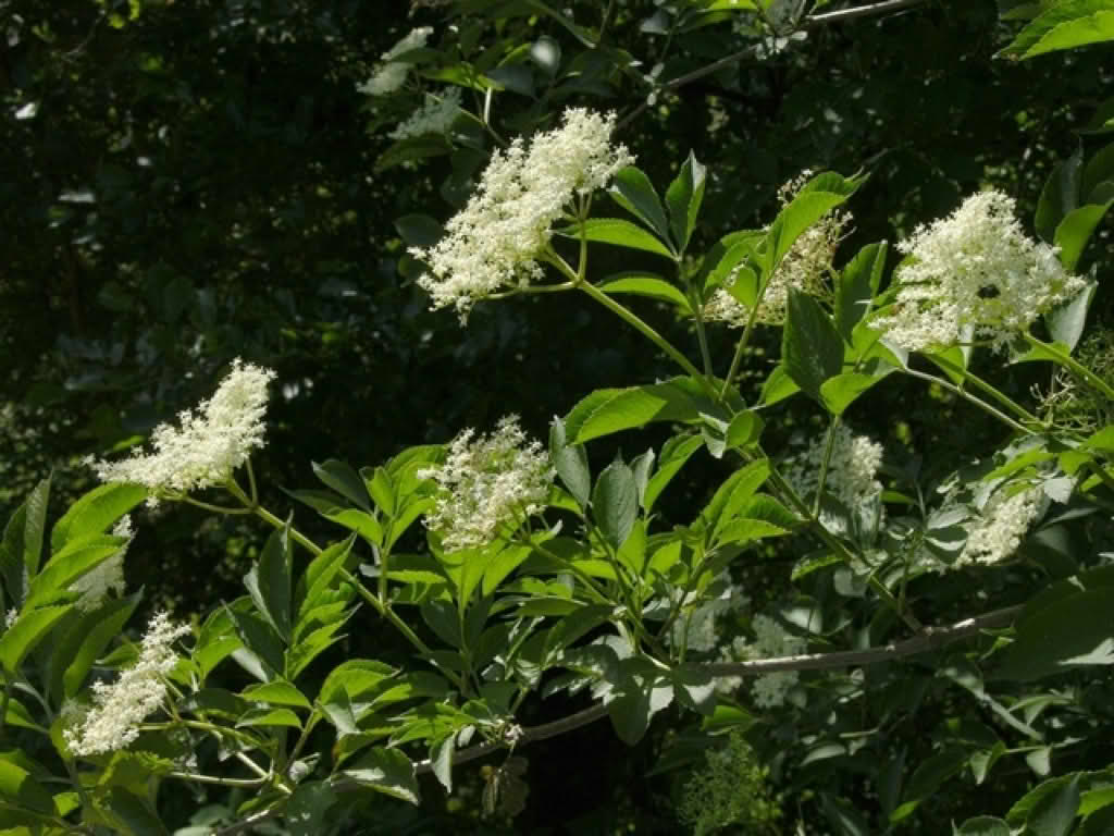 Sambucus nigra