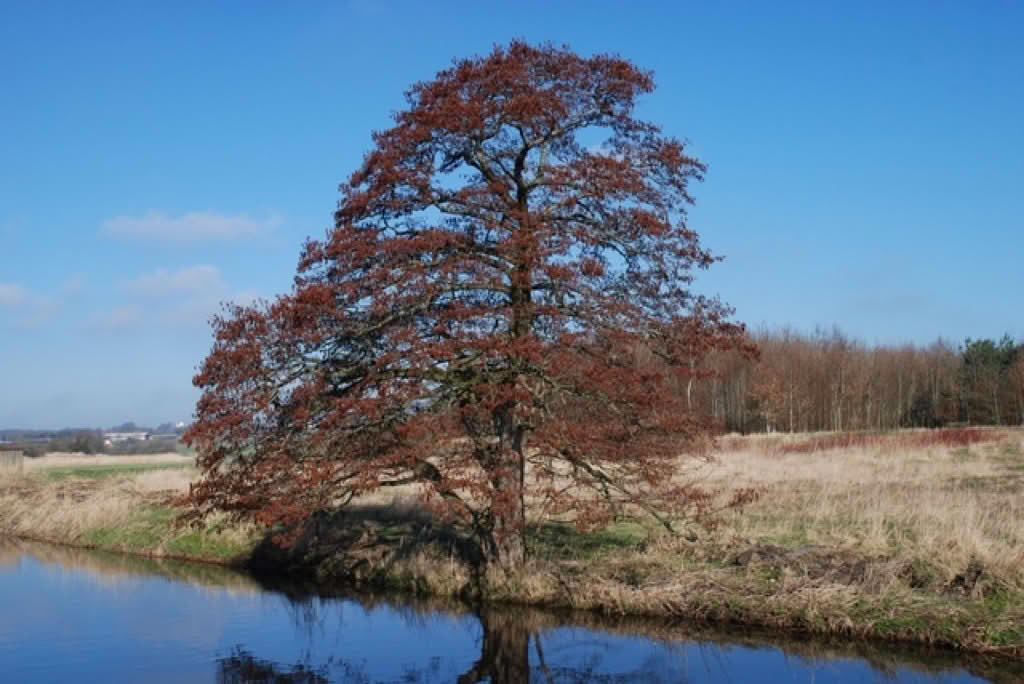 Alnus glutinosa