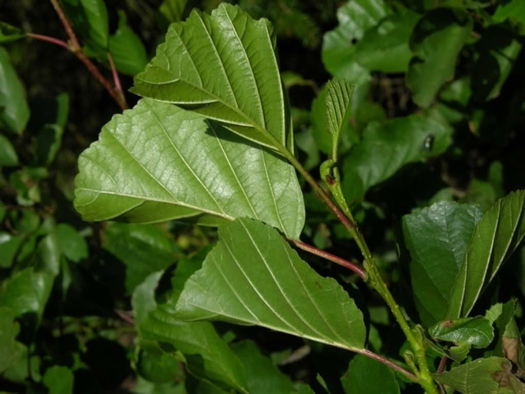 Alnus glutinosa