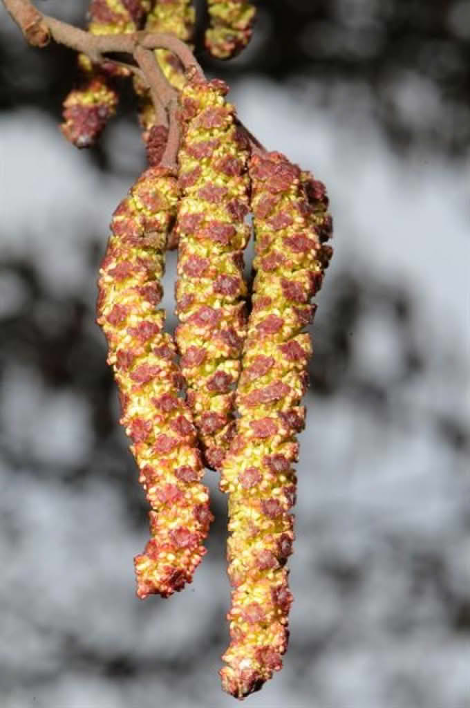 Alnus glutinosa