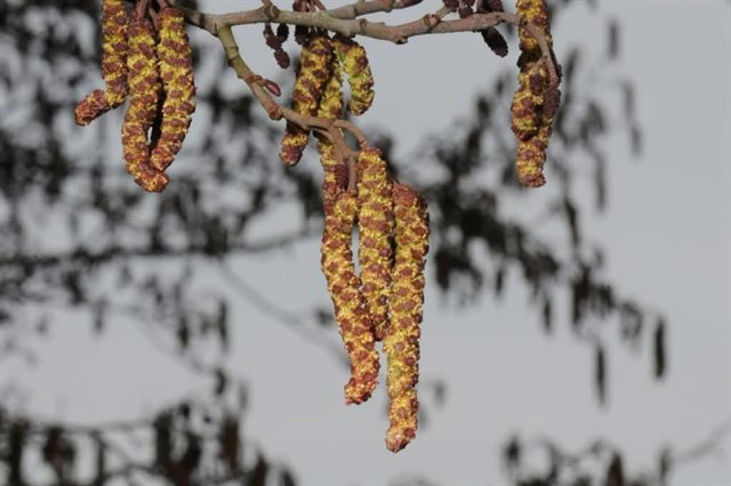 Alnus glutinosa