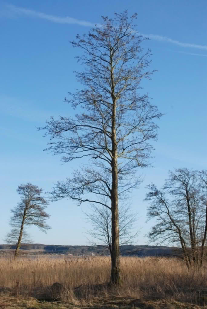 Alnus glutinosa