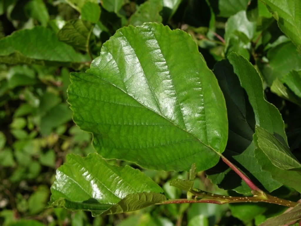 Alnus glutinosa