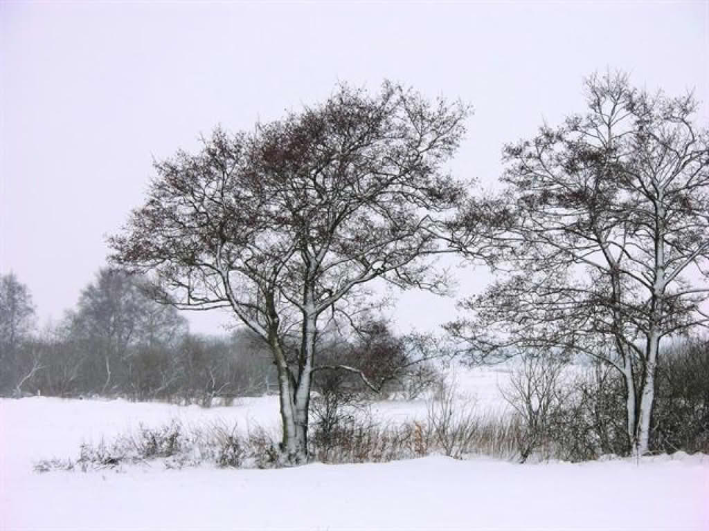 Alnus glutinosa
