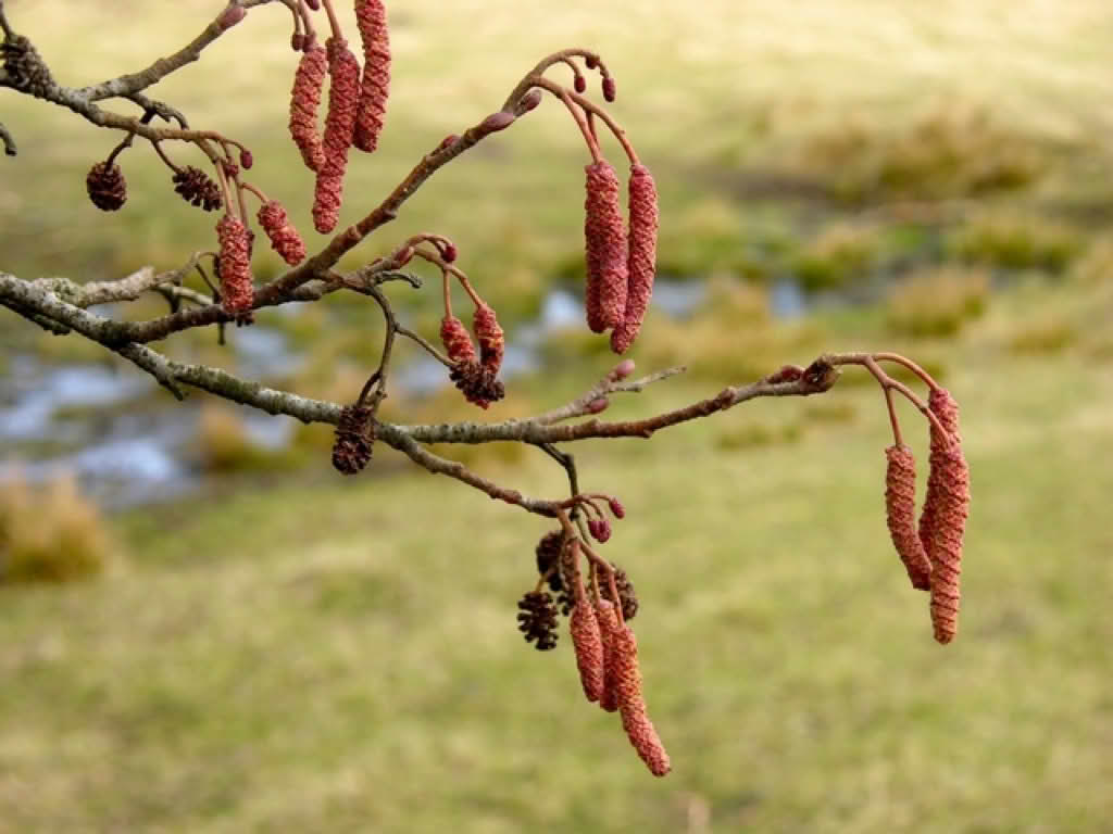 Alnus glutinosa
