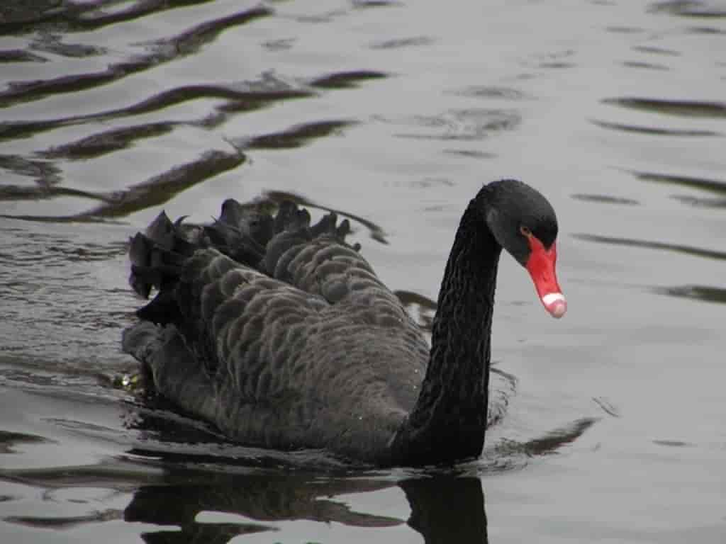 Cygnus atratus