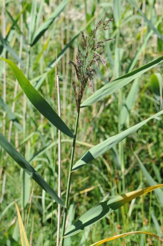 Phragmites australis