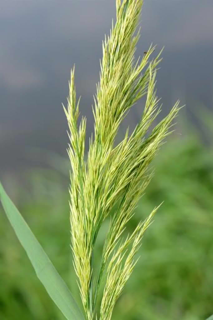 Phragmites australis