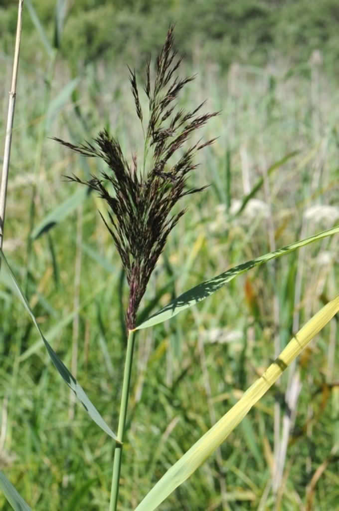 Phragmites australis