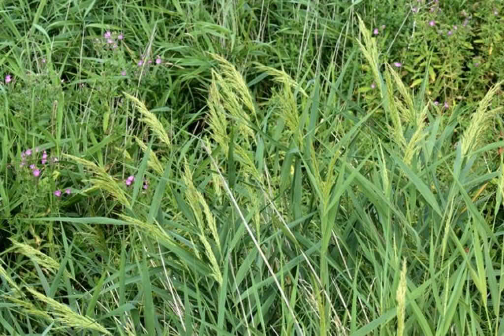 Phragmites australis