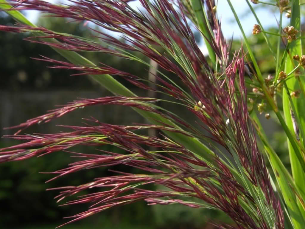 Phragmites australis