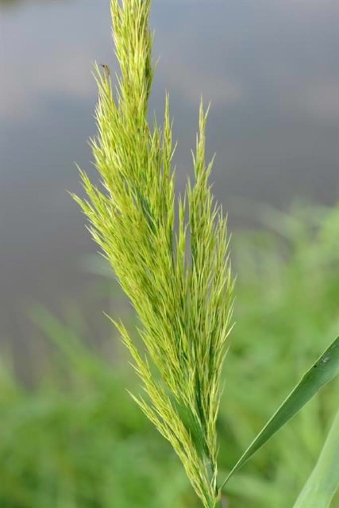 Phragmites australis