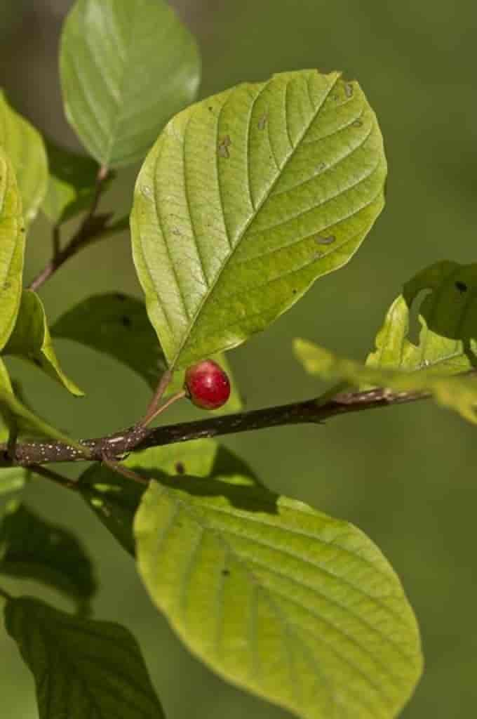 Frangula alnus